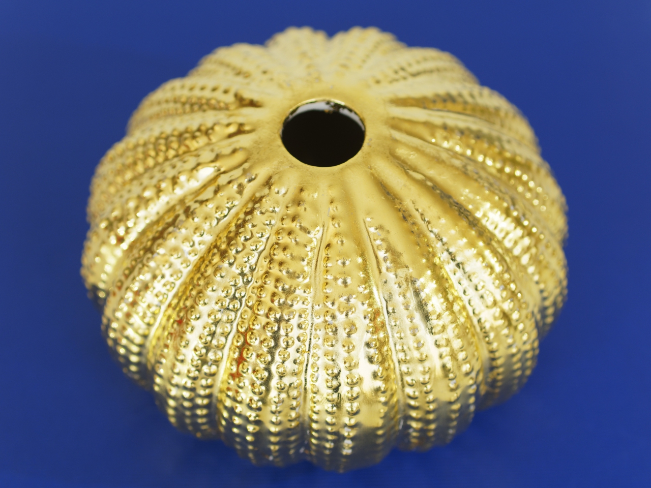 Oursin, Sea Urchin, 15 cm (EUR 700)